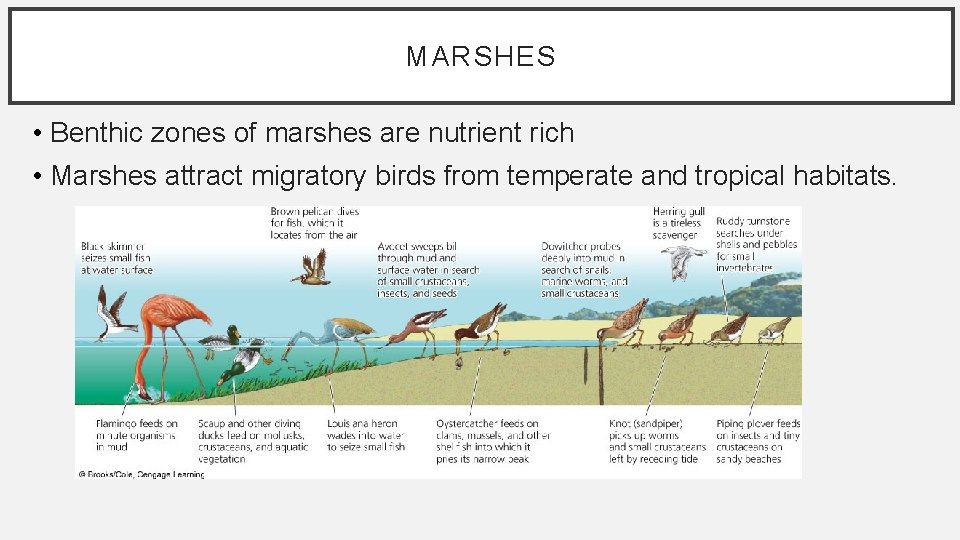 MARSHES • Benthic zones of marshes are nutrient rich • Marshes attract migratory birds MARSHES • Benthic zones of marshes are nutrient rich • Marshes attract migratory birds