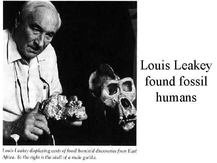 Louis Leakey found fossil humans 