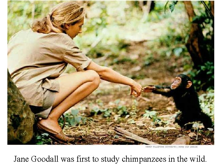 Jane Goodall was first to study chimpanzees in the wild. 