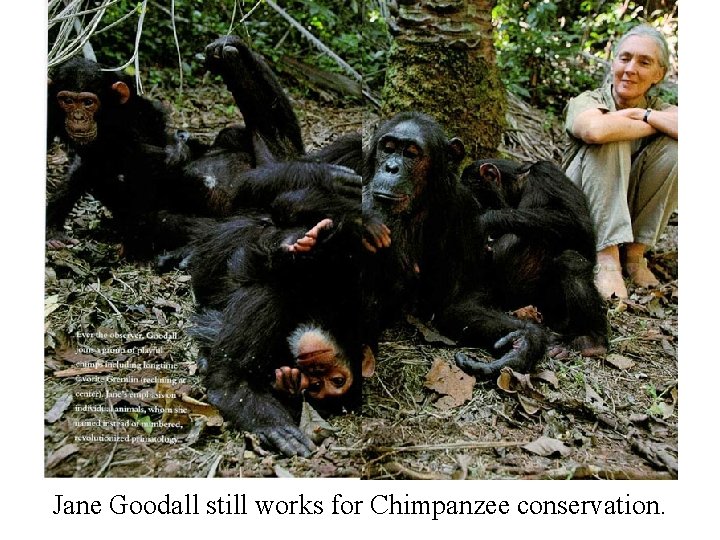 Jane Goodall still works for Chimpanzee conservation. 