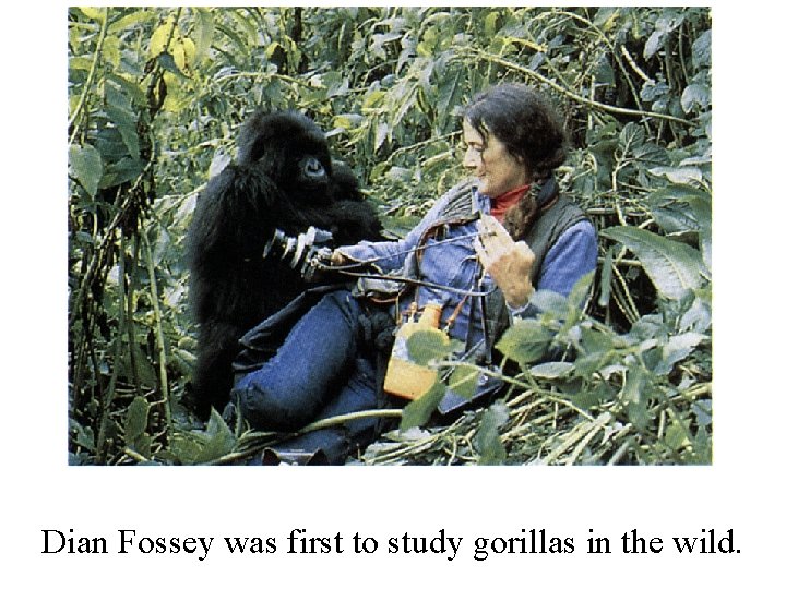 Dian Fossey was first to study gorillas in the wild. 