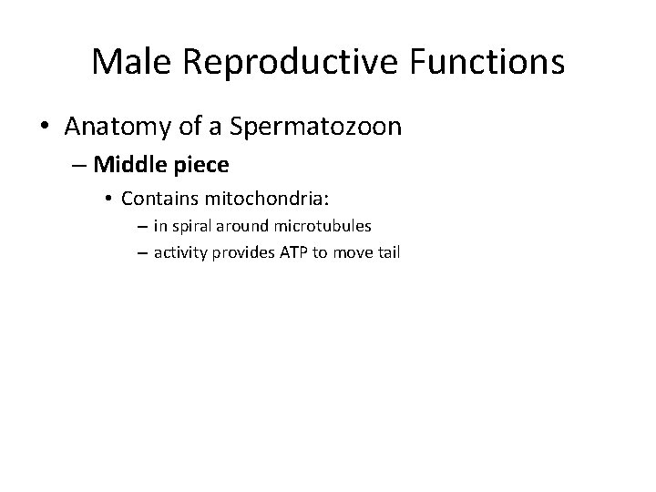 Male Reproductive Functions • Anatomy of a Spermatozoon – Middle piece • Contains mitochondria: