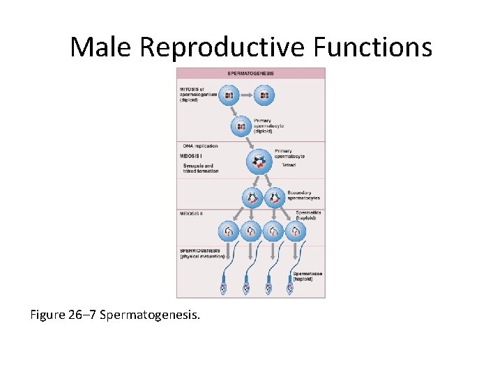 Male Reproductive Functions Figure 26– 7 Spermatogenesis. 