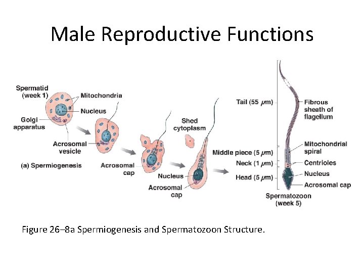 Male Reproductive Functions Figure 26– 8 a Spermiogenesis and Spermatozoon Structure. 