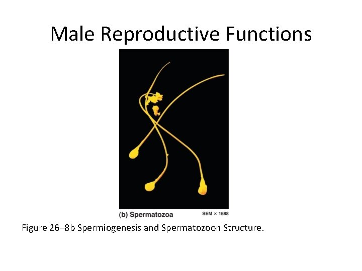 Male Reproductive Functions Figure 26– 8 b Spermiogenesis and Spermatozoon Structure. 