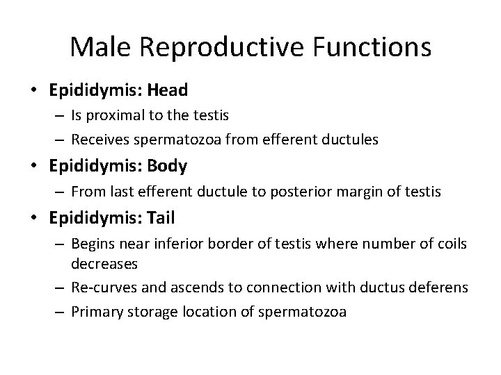 Male Reproductive Functions • Epididymis: Head – Is proximal to the testis – Receives