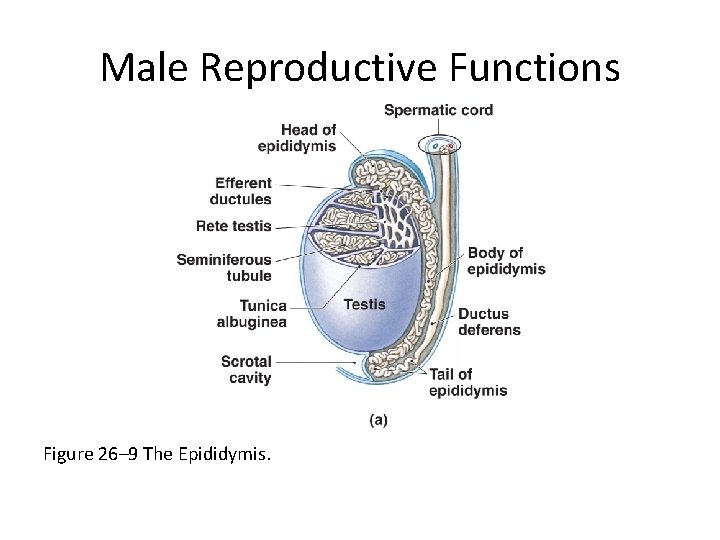 Male Reproductive Functions Figure 26– 9 The Epididymis. 
