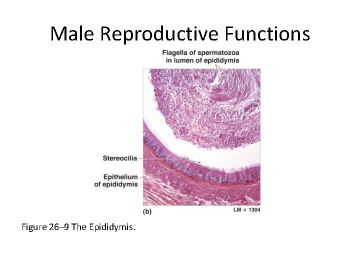 Male Reproductive Functions Figure 26– 9 The Epididymis. 