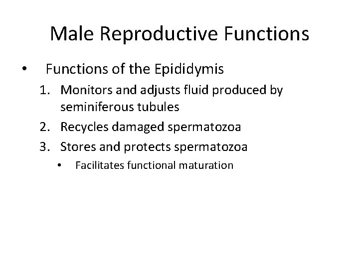 Male Reproductive Functions • Functions of the Epididymis 1. Monitors and adjusts fluid produced