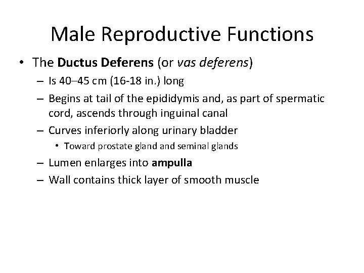 Male Reproductive Functions • The Ductus Deferens (or vas deferens) – Is 40– 45