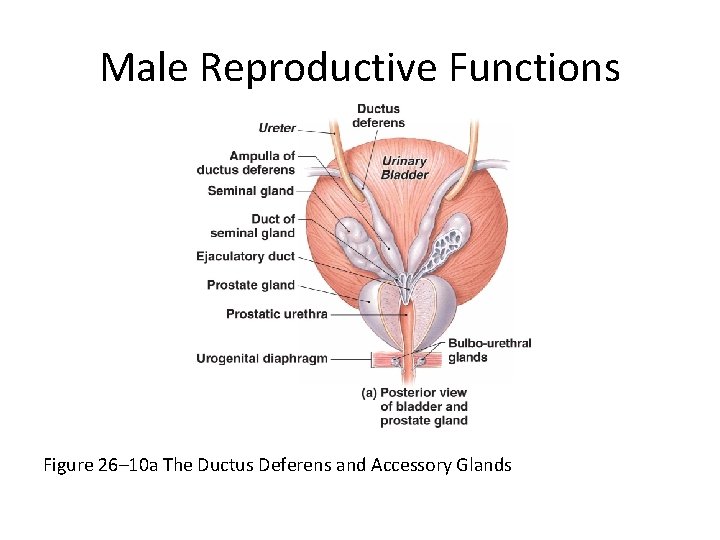 Male Reproductive Functions Figure 26– 10 a The Ductus Deferens and Accessory Glands 