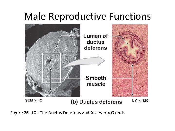 Male Reproductive Functions Figure 26– 10 b The Ductus Deferens and Accessory Glands 