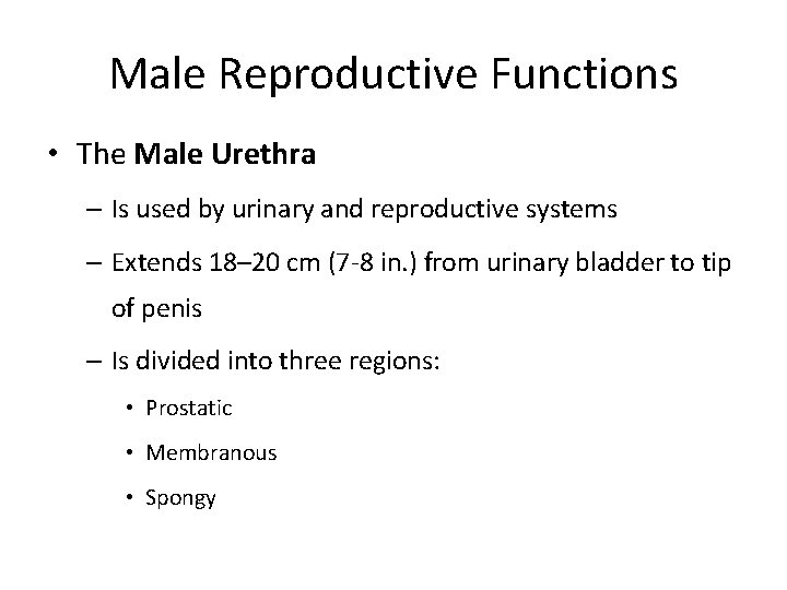 Male Reproductive Functions • The Male Urethra – Is used by urinary and reproductive