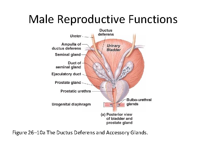 Male Reproductive Functions Figure 26– 10 a The Ductus Deferens and Accessory Glands. 