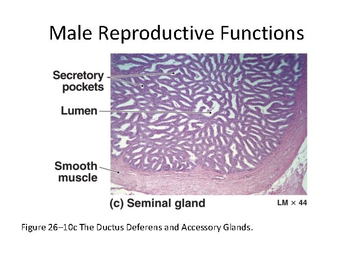 Male Reproductive Functions Figure 26– 10 c The Ductus Deferens and Accessory Glands. 