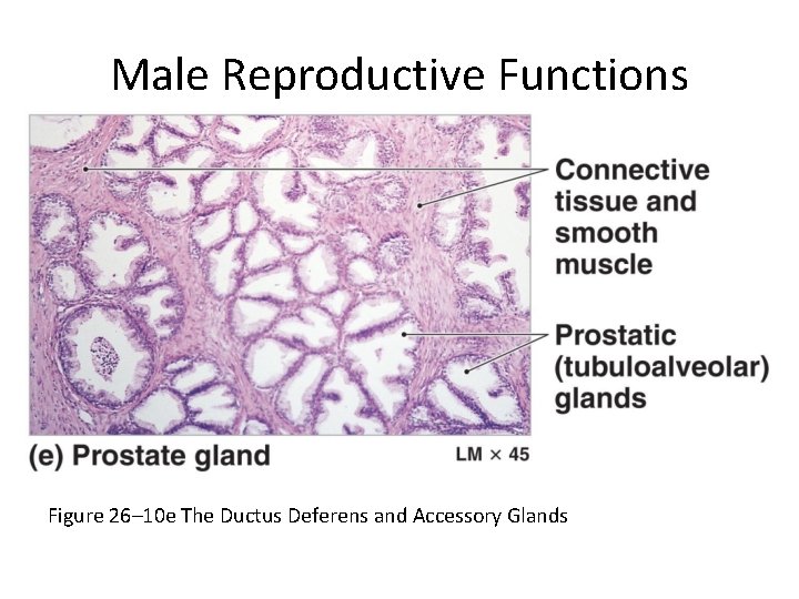 Male Reproductive Functions Figure 26– 10 e The Ductus Deferens and Accessory Glands 