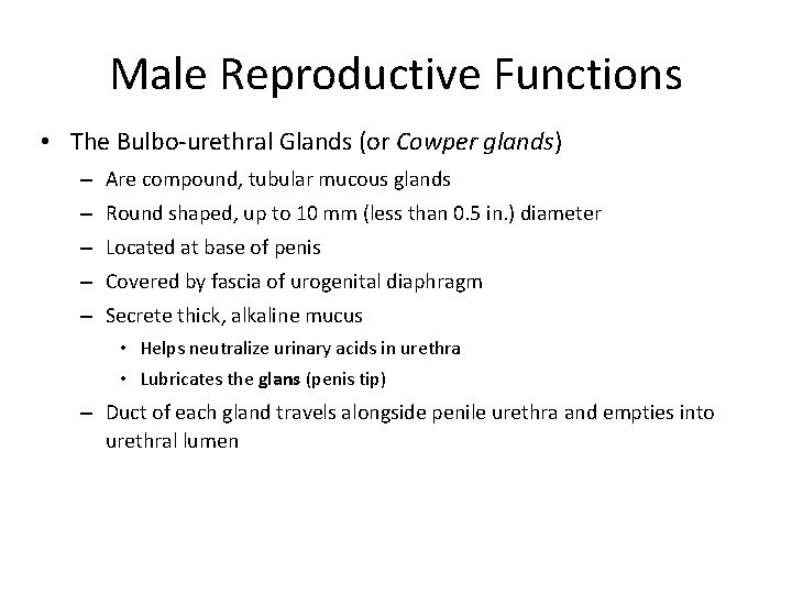 Male Reproductive Functions • The Bulbo-urethral Glands (or Cowper glands) – Are compound, tubular