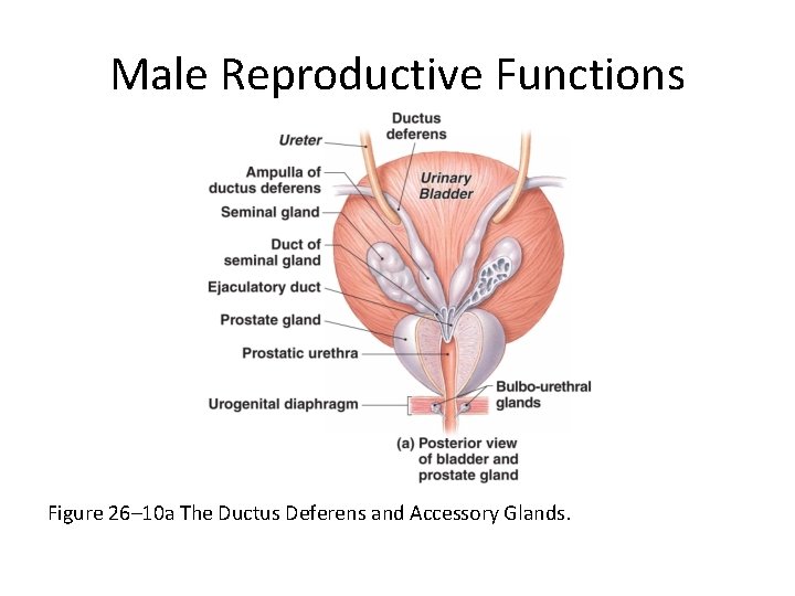 Male Reproductive Functions Figure 26– 10 a The Ductus Deferens and Accessory Glands. 