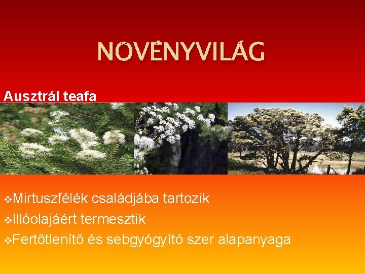 NÖVÉNYVILÁG Ausztrál teafa v. Mirtuszfélék családjába tartozik v. Illóolajáért termesztik v. Fertőtlenítő és sebgyógyító