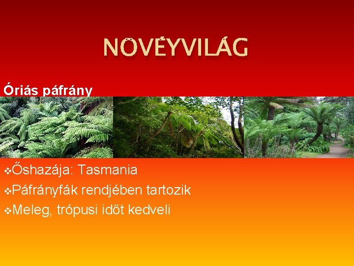 NÖVÉYVILÁG Óriás páfrány vŐshazája: Tasmania v. Páfrányfák rendjében tartozik v. Meleg, trópusi időt kedveli