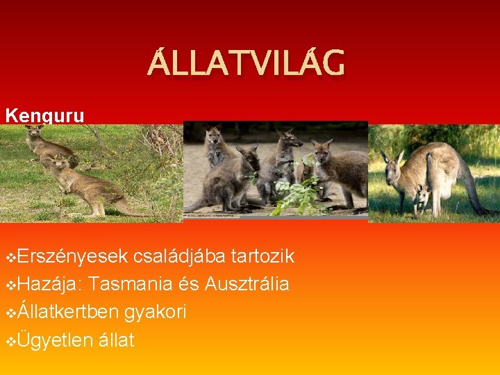 ÁLLATVILÁG Kenguru v. Erszényesek családjába tartozik v. Hazája: Tasmania és Ausztrália vÁllatkertben gyakori vÜgyetlen