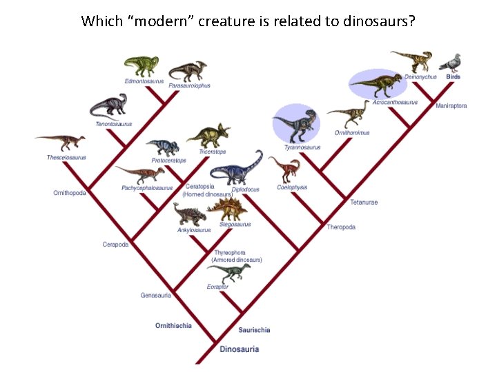 Which “modern” creature is related to dinosaurs? 