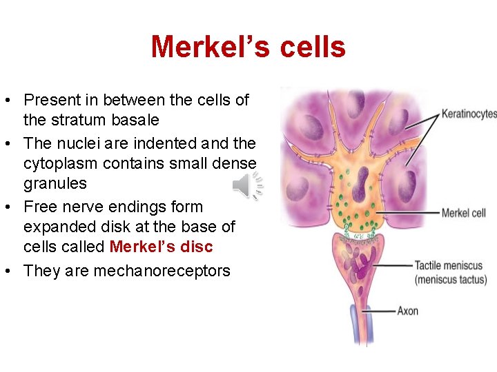Merkel’s cells • Present in between the cells of the stratum basale • The Merkel’s cells • Present in between the cells of the stratum basale • The