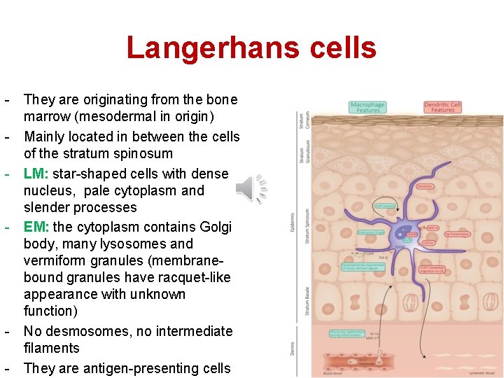 Langerhans cells - They are originating from the bone marrow (mesodermal in origin) - Langerhans cells - They are originating from the bone marrow (mesodermal in origin) -