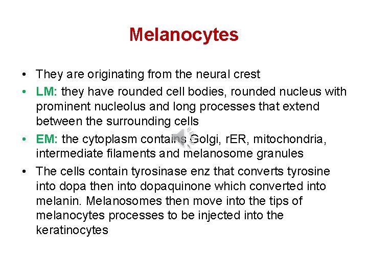 Melanocytes • They are originating from the neural crest • LM: they have rounded Melanocytes • They are originating from the neural crest • LM: they have rounded