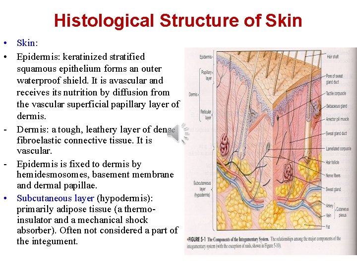 Histological Structure of Skin • Skin: • Epidermis: keratinized stratified squamous epithelium forms an Histological Structure of Skin • Skin: • Epidermis: keratinized stratified squamous epithelium forms an