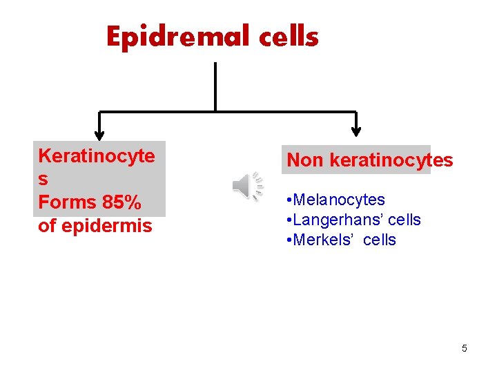 Epidremal cells Keratinocyte s Forms 85% of epidermis Non keratinocytes • Melanocytes • Langerhans’ Epidremal cells Keratinocyte s Forms 85% of epidermis Non keratinocytes • Melanocytes • Langerhans’