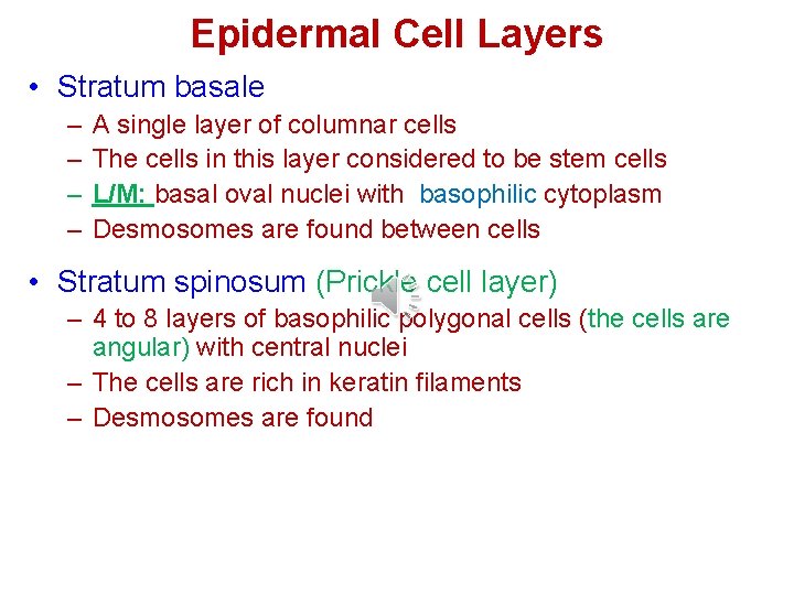 Epidermal Cell Layers • Stratum basale – – A single layer of columnar cells Epidermal Cell Layers • Stratum basale – – A single layer of columnar cells