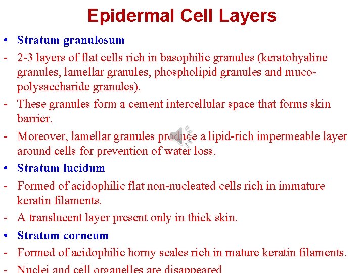 Epidermal Cell Layers • Stratum granulosum - 2 -3 layers of flat cells rich Epidermal Cell Layers • Stratum granulosum - 2 -3 layers of flat cells rich