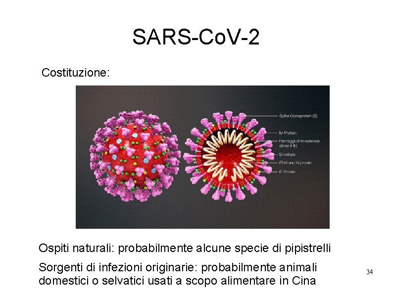 SARS-Co. V-2 Costituzione: Ospiti naturali: probabilmente alcune specie di pipistrelli Sorgenti di infezioni originarie: