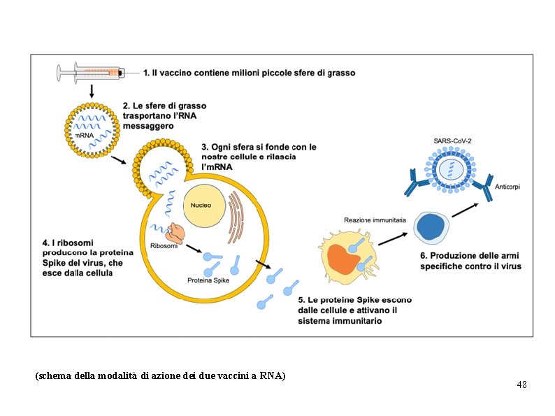 (schema della modalità di azione dei due vaccini a RNA) 48 