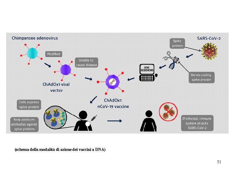 (schema della modalità di azione dei vaccini a DNA) 51 