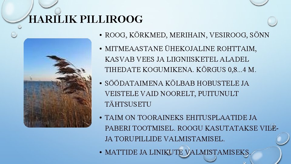 HARILIK PILLIROOG • ROOG, KÕRKMED, MERIHAIN, VESIROOG, SÕNN • MITMEAASTANE ÜHEKOJALINE ROHTTAIM, KASVAB VEES