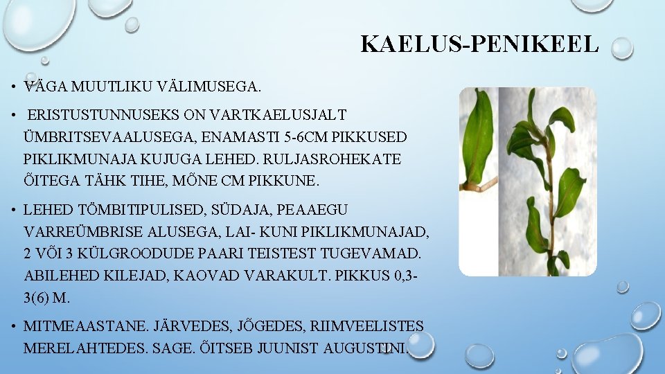 KAELUS-PENIKEEL • VÄGA MUUTLIKU VÄLIMUSEGA. • ERISTUSTUNNUSEKS ON VARTKAELUSJALT ÜMBRITSEVAALUSEGA, ENAMASTI 5 -6 CM