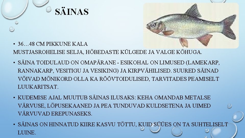 SÄINAS • 36… 48 CM PIKKUNE KALA MUSTJASROHELISE SELJA, HÕBEDASTE KÜLGEDE JA VALGE KÕHUGA. SÄINAS • 36… 48 CM PIKKUNE KALA MUSTJASROHELISE SELJA, HÕBEDASTE KÜLGEDE JA VALGE KÕHUGA.