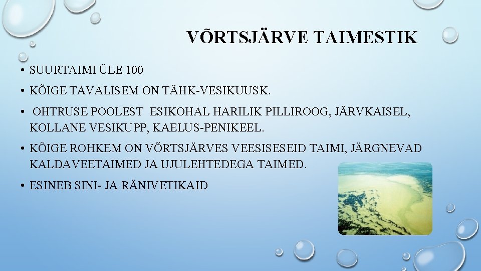 VÕRTSJÄRVE TAIMESTIK • SUURTAIMI ÜLE 100 • KÕIGE TAVALISEM ON TÄHK-VESIKUUSK. • OHTRUSE POOLEST