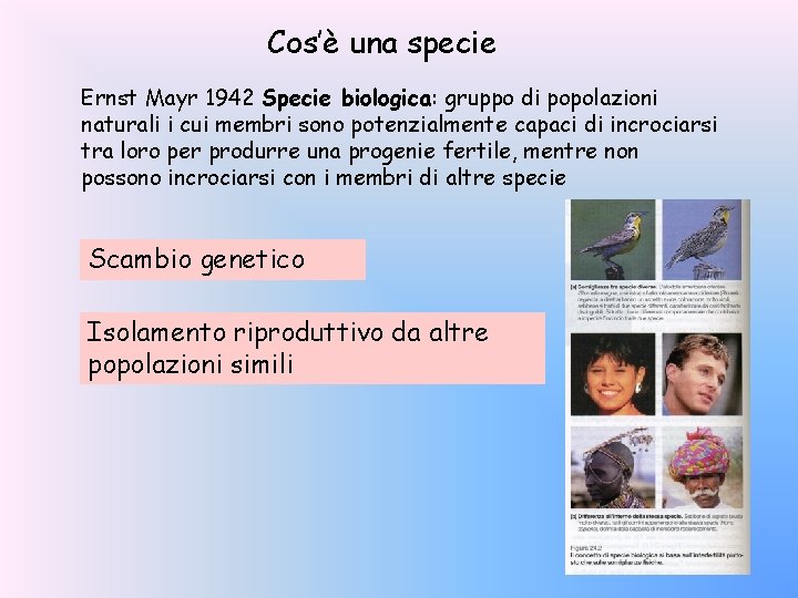 Cos’è una specie Ernst Mayr 1942 Specie biologica: gruppo di popolazioni naturali i cui
