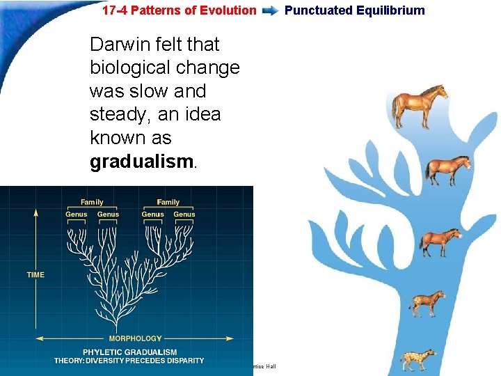 17 -4 Patterns of Evolution Punctuated Equilibrium Darwin felt that biological change was slow