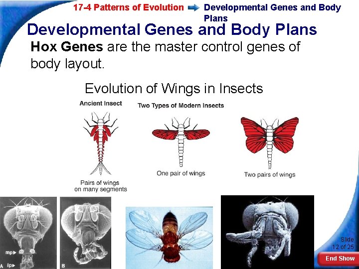 17 -4 Patterns of Evolution Developmental Genes and Body Plans Hox Genes are the