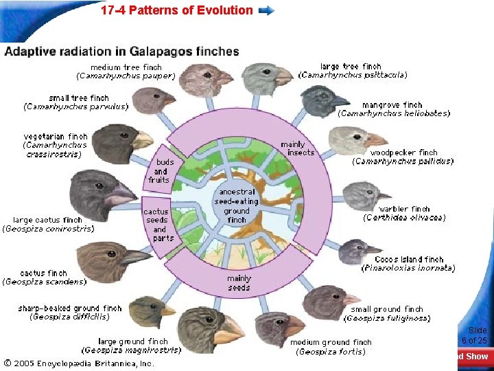 17 -4 Patterns of Evolution Slide 6 of 25 Copyright Pearson Prentice Hall End