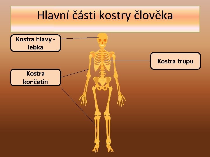 Hlavní části kostry člověka Kostra hlavy lebka Kostra trupu Kostra končetin 