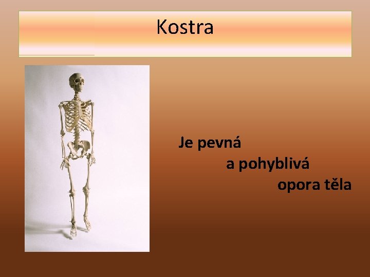 Kostra Je pevná a pohyblivá opora těla 