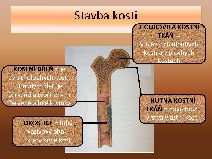 Stavba kosti KOSTNÍ DŘEŇ = je uvnitř dlouhých kostí. U malých dětí je červená