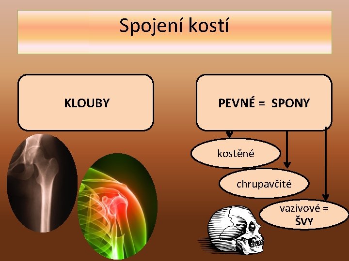 Spojení kostí KLOUBY PEVNÉ = SPONY kostěné chrupavčité vazivové = ŠVY 