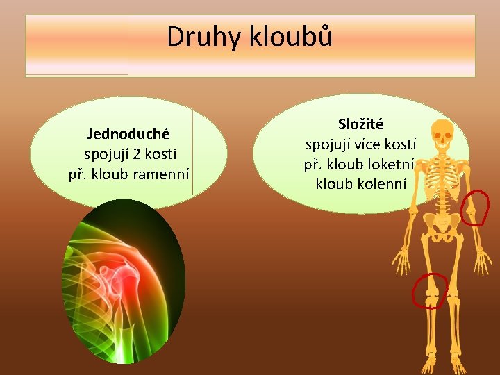 Druhy kloubů Jednoduché spojují 2 kosti př. kloub ramenní Složité spojují více kostí př.