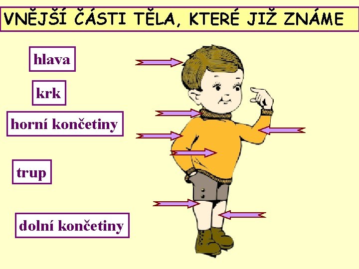 VNĚJŠÍ ČÁSTI TĚLA, KTERÉ JIŽ ZNÁME hlava krk horní končetiny trup dolní končetiny 